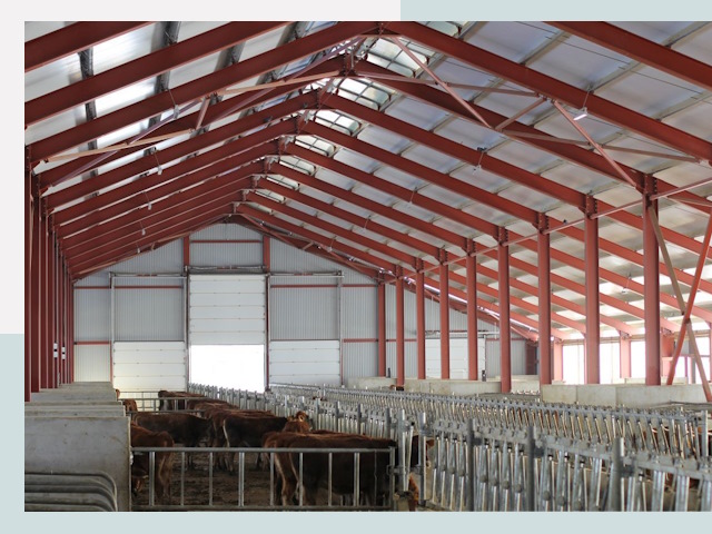 Строительство коровников в Грозном