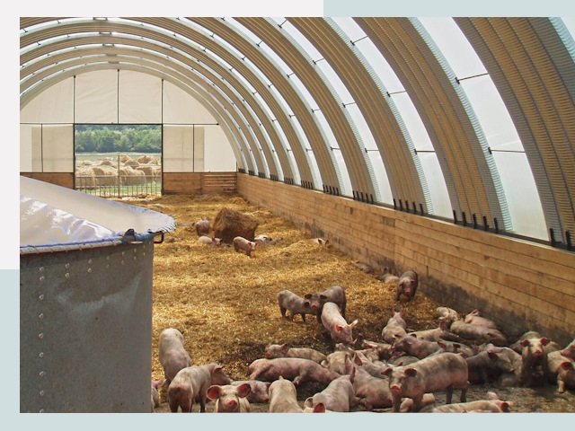 Строительство свинарников в Грозном